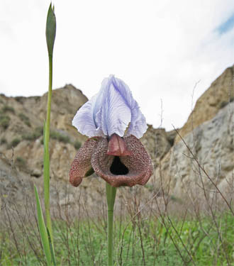 …while the steppe grasslands hold some very interesting flowers